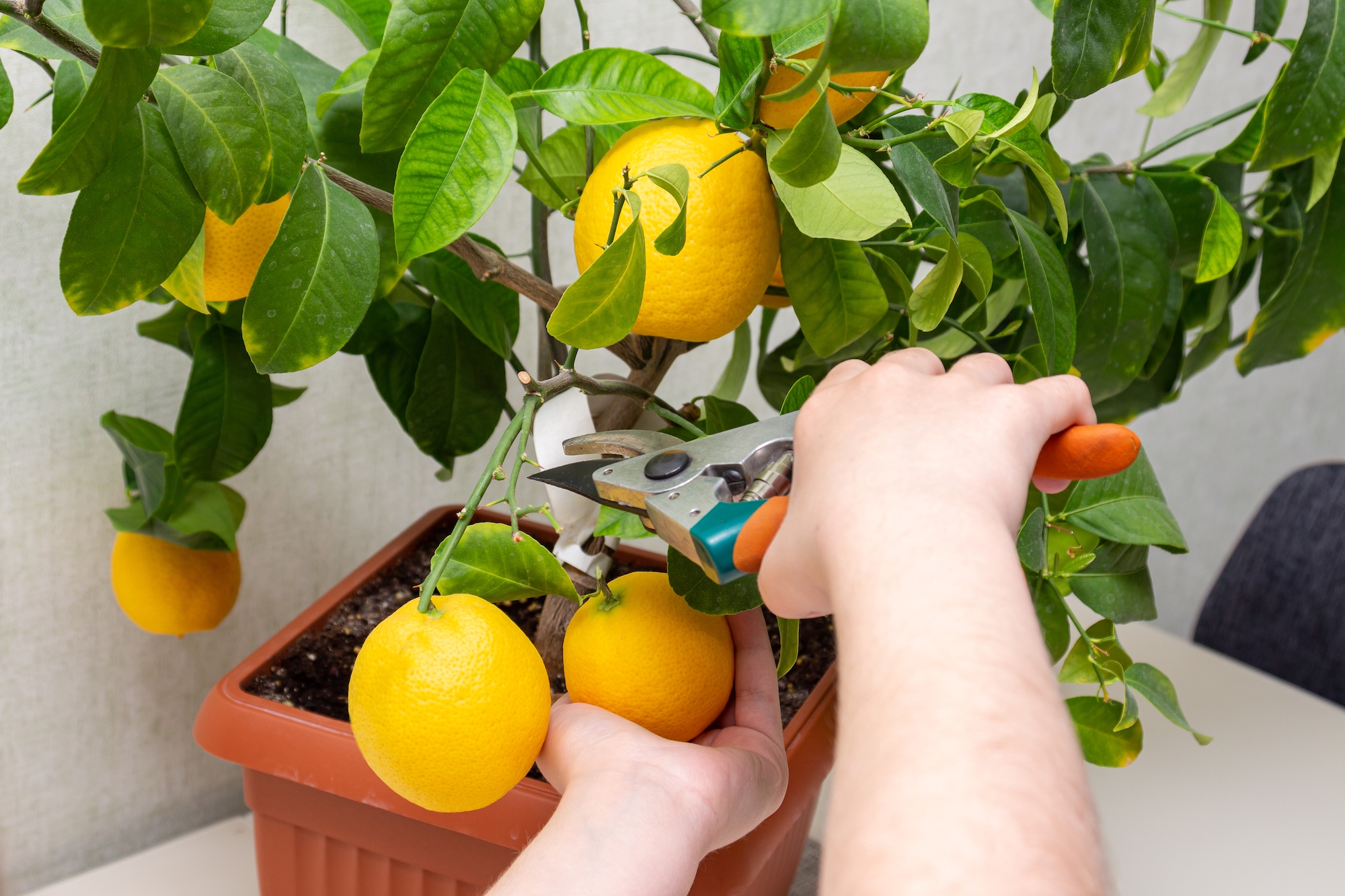 Harvesting from a lemon container plant.